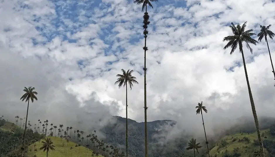 La Vallée de Cocora en Colombie