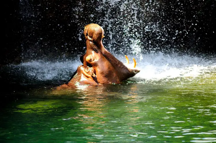Hippopotame en train de bailler