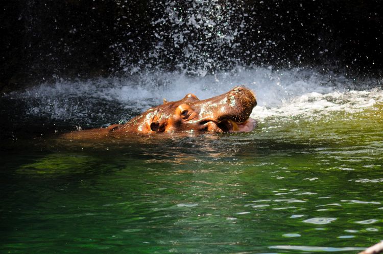 Hippopotame dans un cours d'eau