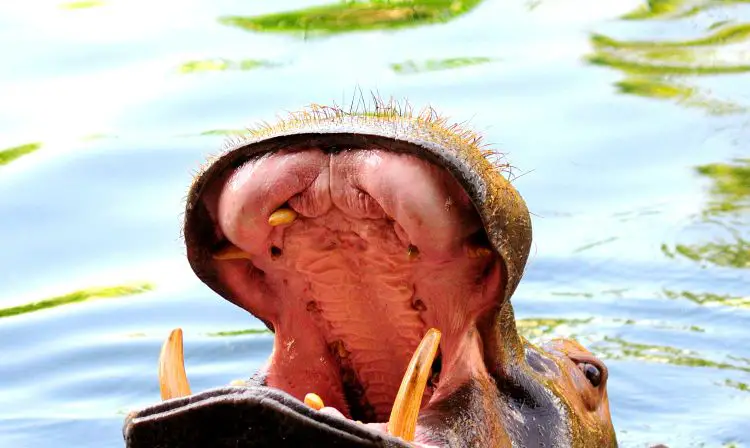Les dents de l'hippopotame 