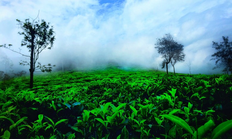 Les champs de thé à Ooty