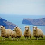 Culture Nouvelle-Zélande : immersion dans le quotidien de ses habitants