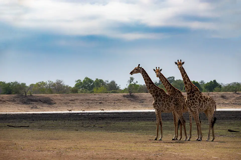Des girafes du parc national Kruger en Afrique du Sud
