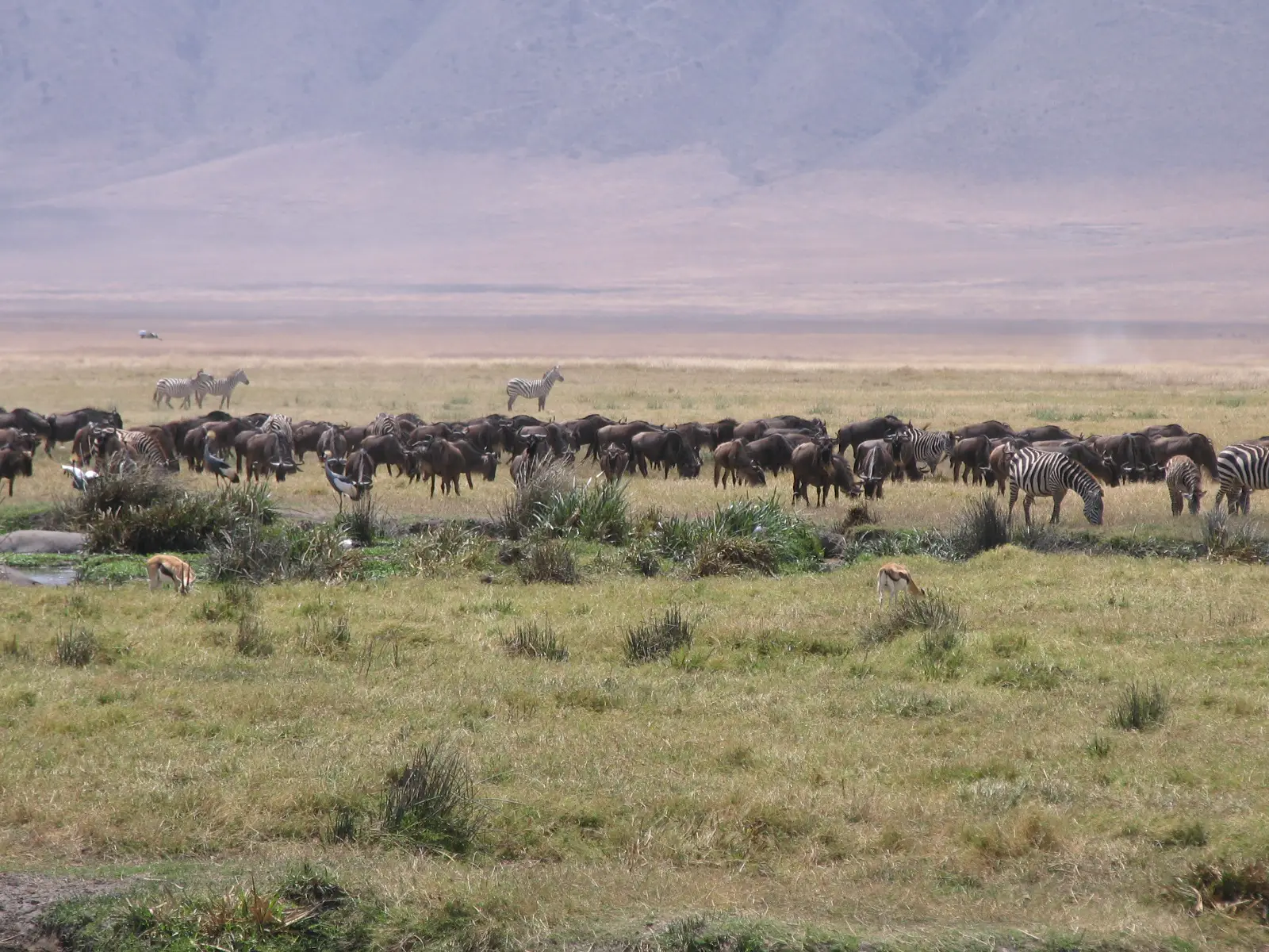 La migration des gnous et des zèbres dans le parc national du Serengeti en Tanzanie
