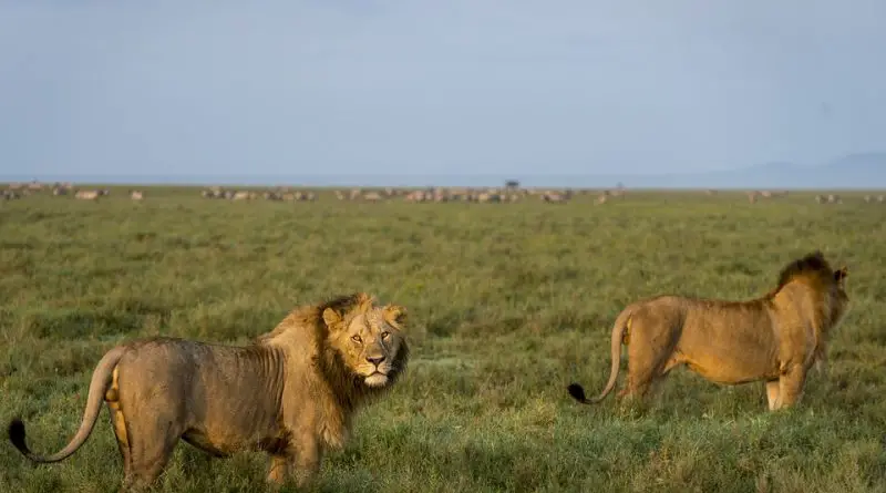 Destination Afrique : les meilleurs safaris à faire